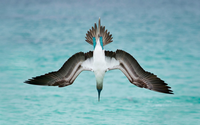 day, seagull, blue, mid-air, animals in the wild, beauty in nature, animal, nature, waterfront, flying, animal themes, outdoors, one animal, booby, animal wing