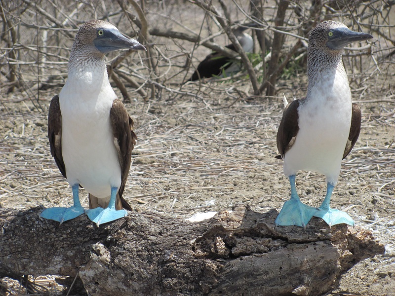 full length, fauna, couple, close-up, tropical, bobo birds, animal, animals in the wild, vertebrate, focus on foreground, outdoors, no people, day, land