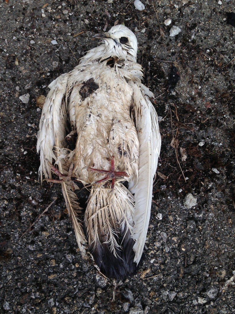 vertebrate, come to, land, lifeless, pinnate, dove, softness, one animal, outdoors, dead, no people, as, textured, dry, decay, solid, close-up, nature
