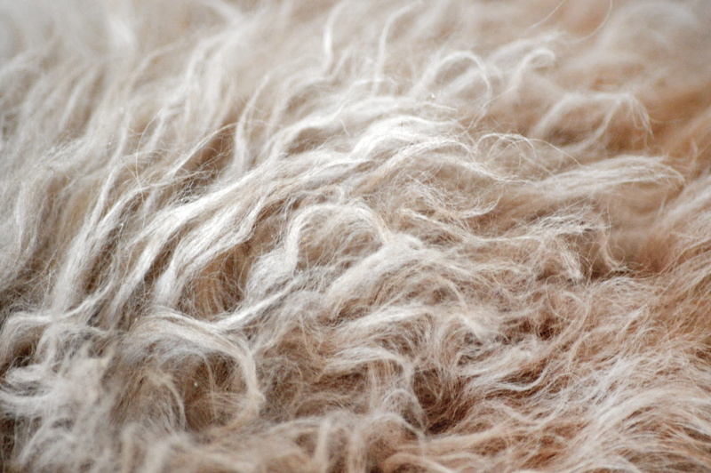 textile, backgrounds, close-up, animal, nature, pet, selkirk rex, 5K, indoors, ruffled, fiber, pattern, no people, white color, thoroughbred, cat hair