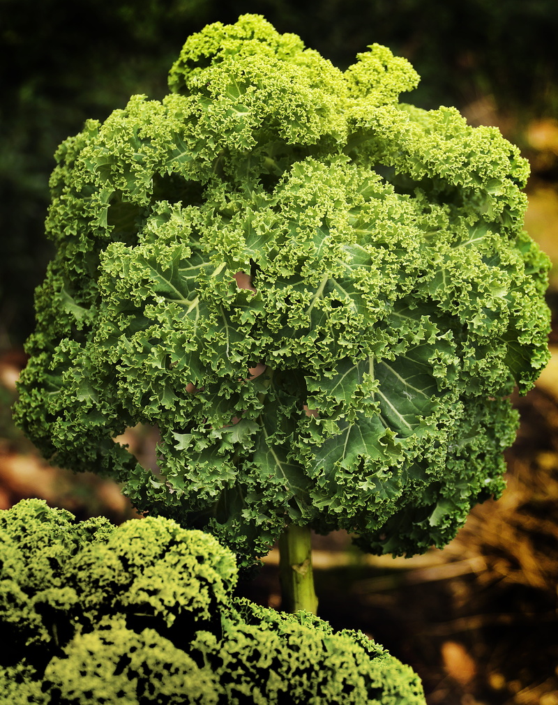 krauskohl, high cabbage, winterkohl, nature, cruciferous plant, healthy eating, freshness, plant, cabbage, kohl, no people, outdoors, vegetables, brassica oleracea
