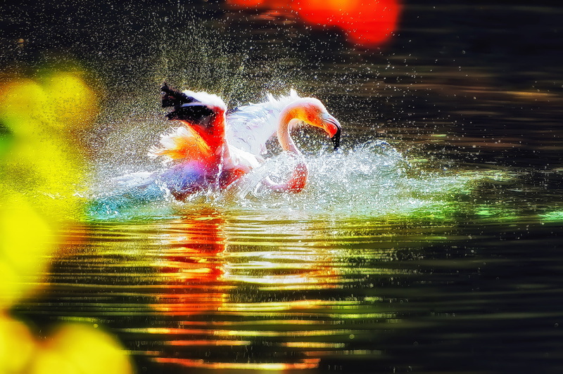 BIRD, RUFFLE, WATER, PINK, SQUIRT, 1080P, FLAMINGO