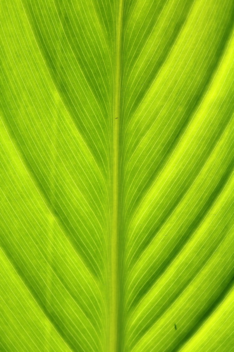 leaf, fresh, abstract backgrounds, beauty in nature, natural pattern, no people, palm leaf, the leaves, plant, plant part, light, palm tree, background