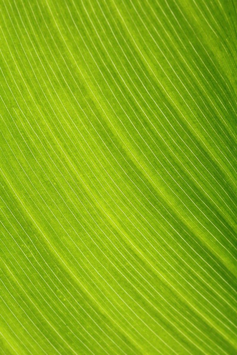 sunshine, brightly lit, the shining, palm tree, plant part, natural pattern, plants, tree, backlighting, plant, green color, 5K, close-up, the nature of the