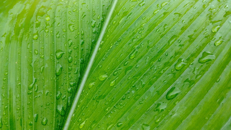 growth, raindrops, sejong city, plant part, korea, plant, close-up, wet, outdoors, khanna, trickle, water, results, freshness, purity, pattern, 4K, no people
