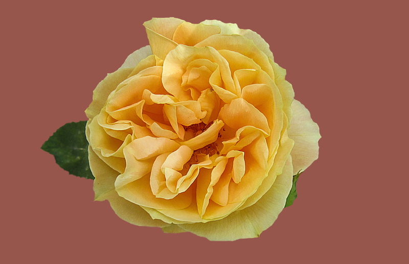 petal, food, close-up, yellow rose, rose bloom, freshness, noble rose candlelight, directly above, food and drink, vulnerability, studio shot, flowering plant