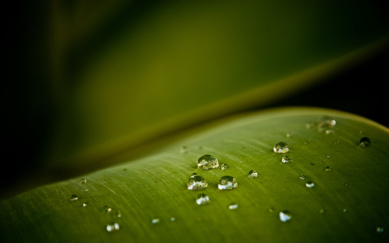 beads, 1080P, drop, macro, leaf, water, nature, green, hd