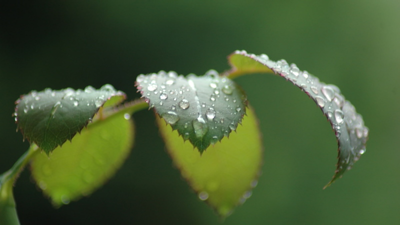 leaf, water, macro, green, drop, 1080P, beads, leaves, nature, hd