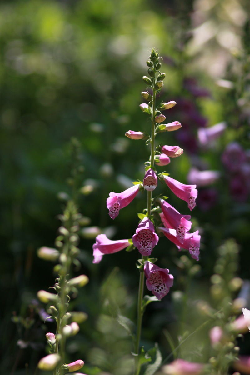 wild, foxglove, hub, no people, forest, fragility, bud, plant part, outdoors, wildflower, digitalis lanata, blossom, selective focus, close-up, plant, 4K