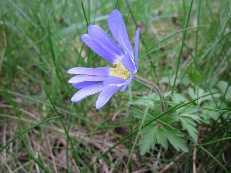 inflorescence, wildflower, flower head, land, flora, beauty in nature, close-up, pollen, plant, no people, petal, species, anemone blanda, nature, summer