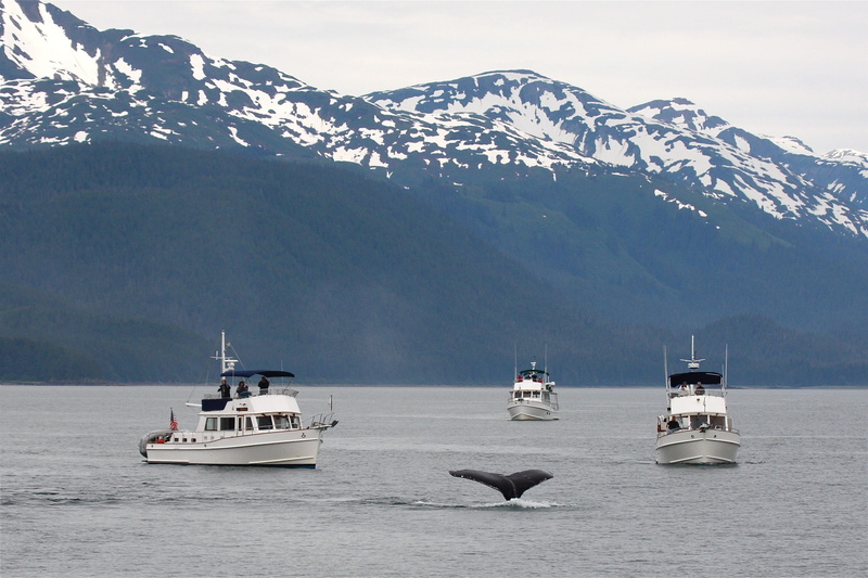 watching wild, sailboat, beauty in nature, mountain, ship, travel, mountain range, sea, animal wildlife, 2K, outdoors, marine, passenger craft, transportation