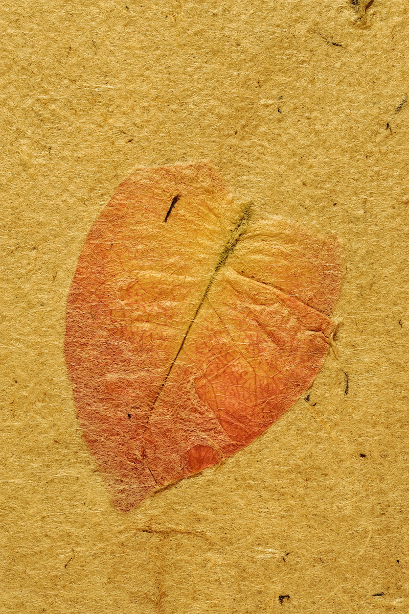 wedding album, dry, no people, heart shape, Parchment, sheet, land, Ancient, brown, leaf, yellow, book, vulnerability, notebook, leaf vein, single object