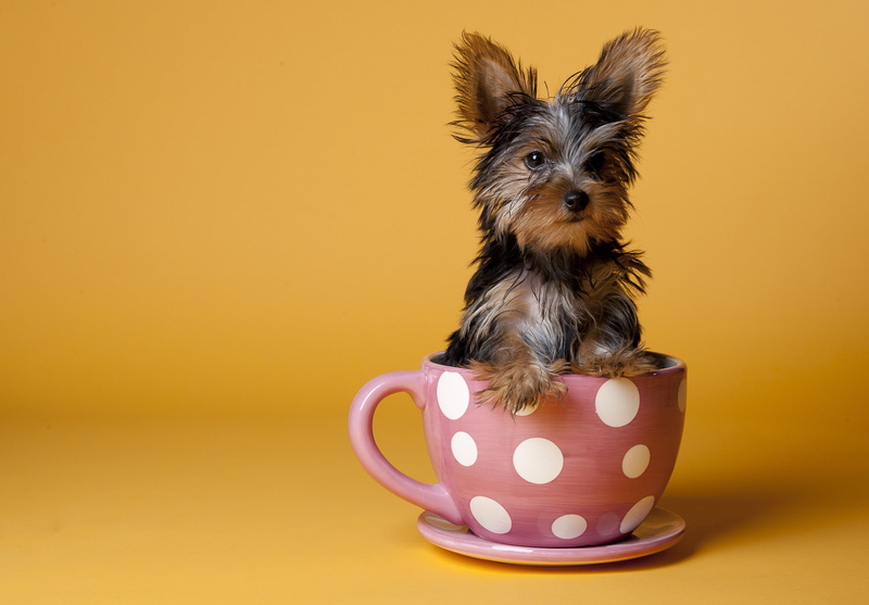 sit, domestic, white, orange background, young Animal, tea Cup, puppy, looking at camera, animal, brown, pets, colored background, looking, cute, yorkshire