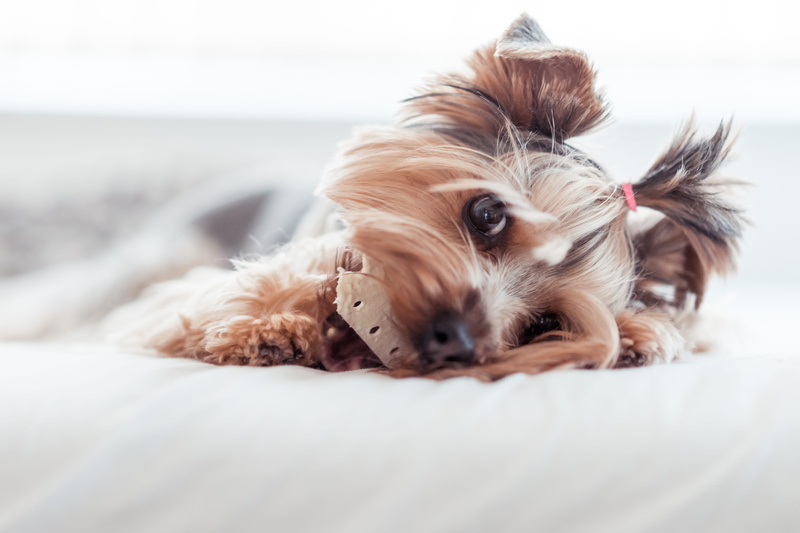 no people, eyes, vertebrate, small, domestic Animals, Eating, mammal, one animal, puppy, top, in Bed, animals And Pets, brown, animal themes, 4K, play