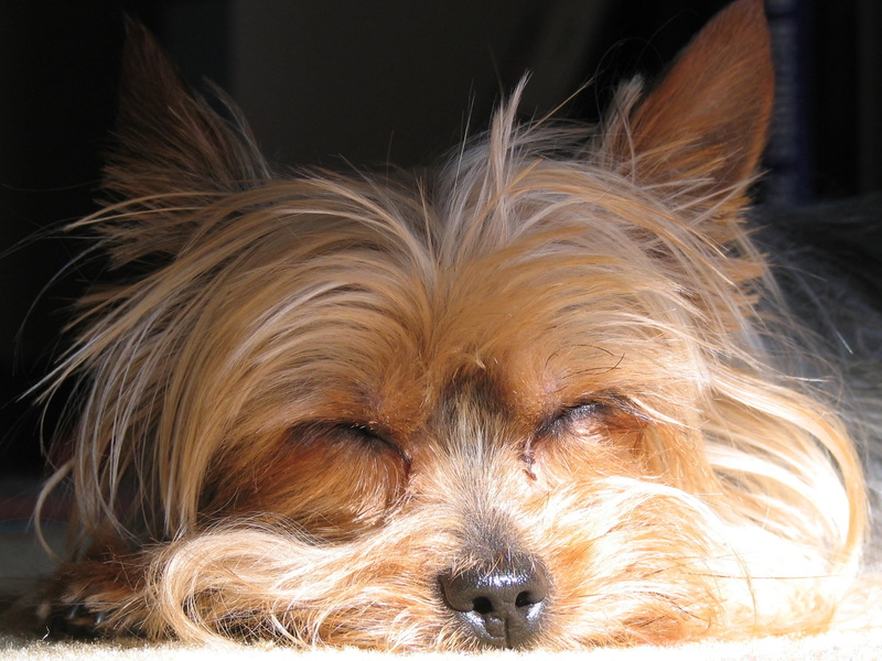 no people, looking at camera, vertebrate, terrier, breed, yorkshire Terrier, domestic Animals, dog, cute, portrait, domestic, closeup, pet, animal body part