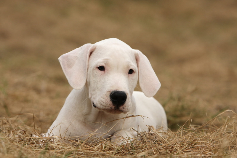 day, canine, 1080P, one animal, mammal, animal themes, labrador retriever, relaxation, young animal, plant, retriever, dogo, dog, domestic animals, portrait