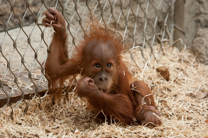 utan, 2K, funny, baby, orang