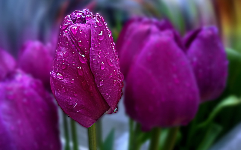 bokeh, drop, water drop, amazing, beautiful, 2K, pink, tulip, water, purple, flowers