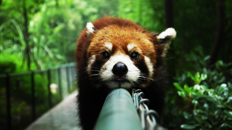 hd, white, animals, animal, fur, 1080P, red panda, panda, brown, Amazing Animals, red, amazing