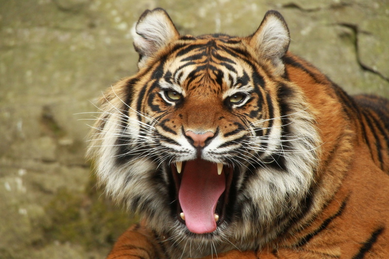 Amazing Animals, widescreen, s, 1080P, hd resolution, view, amazing, fall, hd backgrounds, orange, tiger, portrait