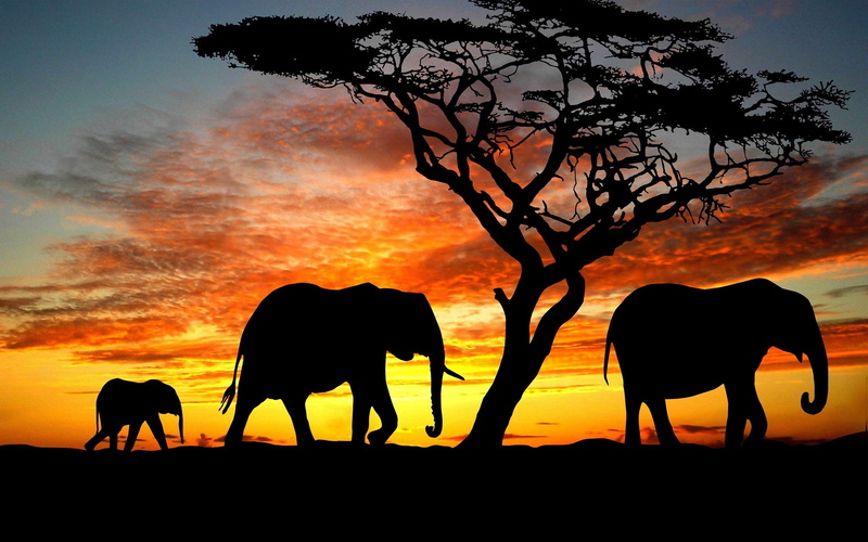 nature, pets, animal family, no people, animal wildlife, silhouette, sunset, domestic, Amazing, herbivorous, Beauty, tree, field, orange color, plant, family