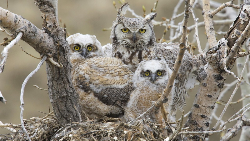 owl, 1080P, family, animals, prey, wings, cubs, amazing, owls, beautiful, mama, beauty, nice, beaks, birds of prey
