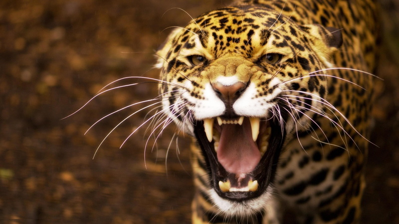 Amazing Animals, animals, hd, angry, black, s, brown, 2K, jaguar, cheetah, Angry Jaguar