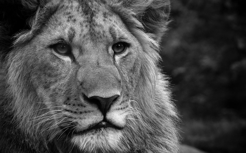 photo, 720p, scale, 3d, 1080P, nice, white, gray, animals, tiger, king, amazing, good, black, lion, cool