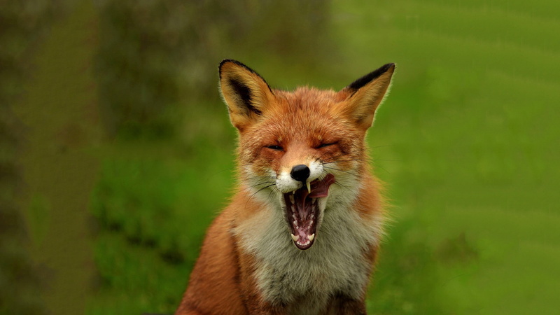 1080P, fox, yawn, fall, red, Nature, Amazing Animals