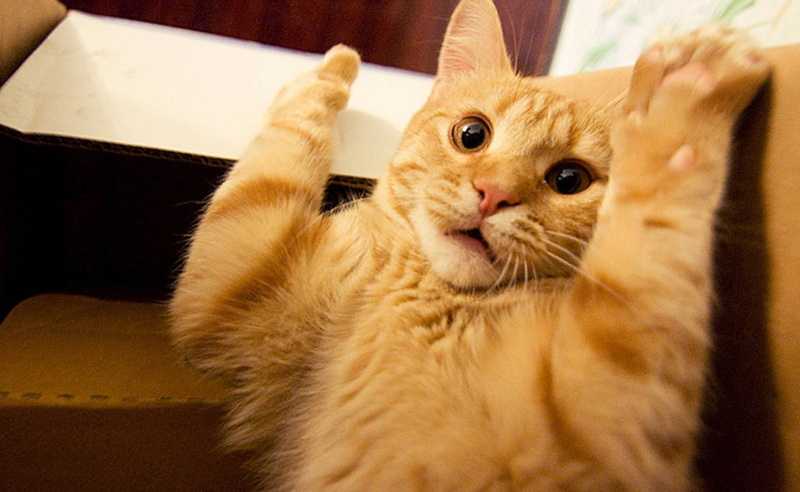 amazing, awesome, ginger, stunning, paws, beautiful, cute, 1080P, kitten, prett, sweet, animals, kitty, wonderful