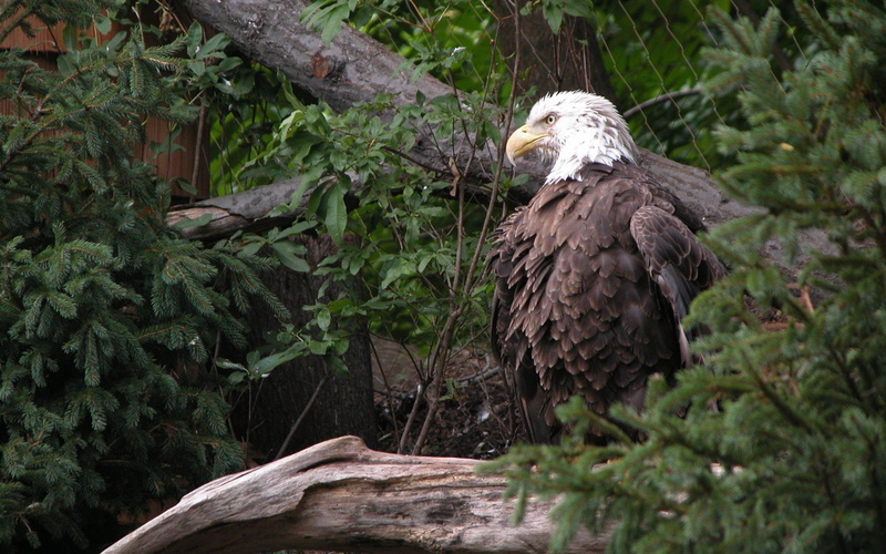 animals, 2K, bald, hd, eagle, amazing, forest, trees, bird