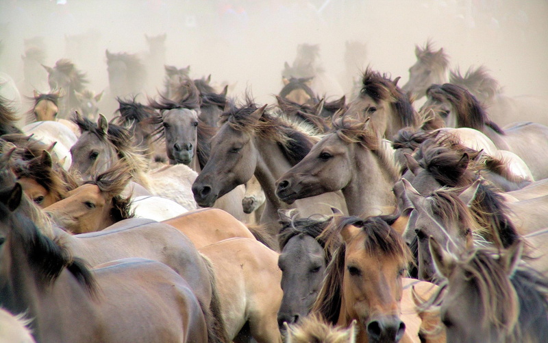 animals, horses, amazing, groups, crowd, 1080P