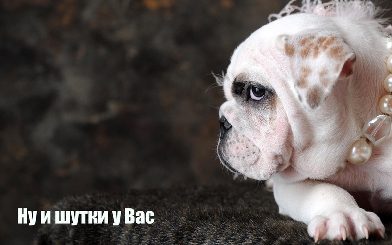 1080P, funny, dog, decorated, amazing, animals