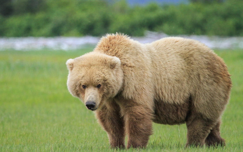 Amazing Animals, hd backgrounds, brown, 1080P, bear, amazing