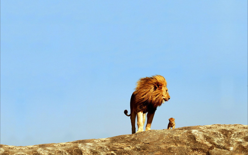 small, best, s, lion, big, brown, hd backgrounds, yellow, 1080P, Big and small lion, Amazing Animals