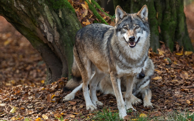 wolfs, Amazing Animals, 1080P, sanitary, white, Autumn, wolf, Predators