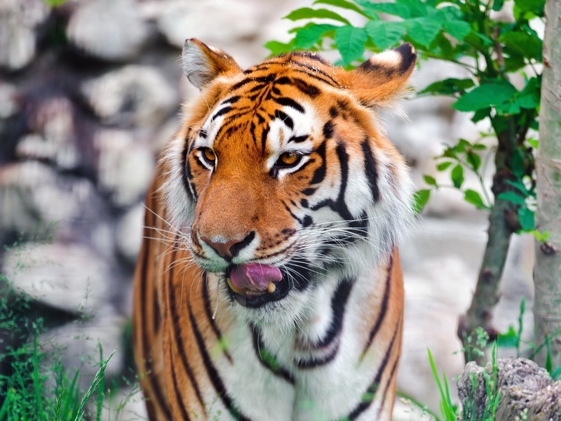 tiger, Amur, 1080P, predator, muzzle