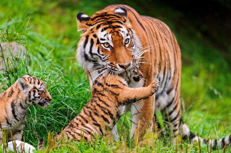 family, tigers, grass, Amur, Cat, 4K, tiger