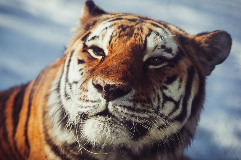 carnivore, 1080P, amur, tiger, muzzle, wild cat, The Amur tiger, eyes