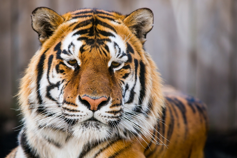 tiger, muzzle, the Amur tiger, 2K, amur, wild cat, wild, predator, cat