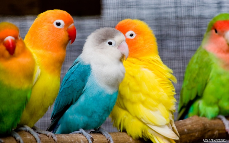 720P, animal, love Bird, love Bird Images, love Birds s