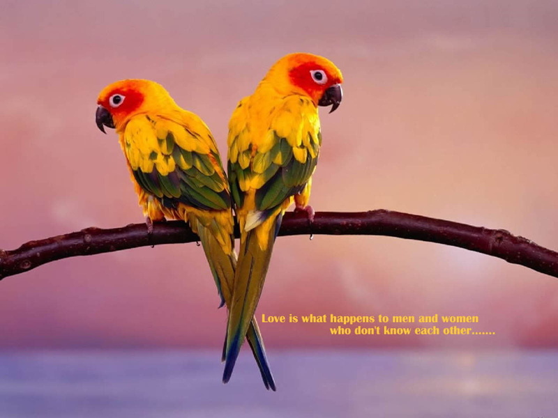 love Bird Images, love Bird, 720P, love Birds s, animal