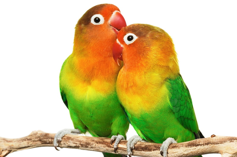 love Bird Images, animal, love Bird, love Birds s, 720P