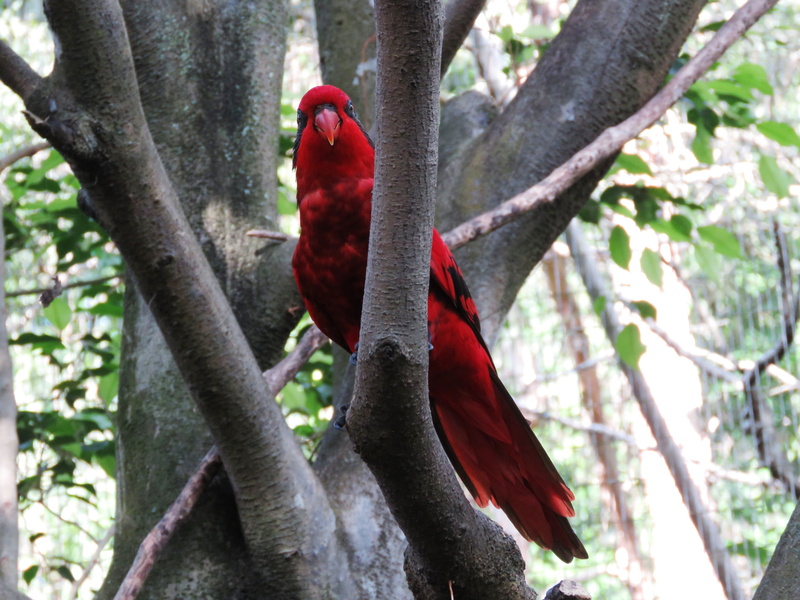 wildlife, one animal, red nose, outdoors, animal, lori, cute bird, scarlet macaw, branch, perching, sitting, animal wildlife, nature, vertebrate, animals in the wild