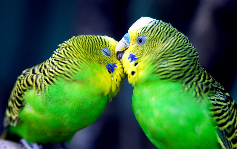 vibrant Color, parakeet, cute, two, tropical Climate, close-up, budgerigars, parrots, beauty In Nature, zoo, animals In The Wild, feelings, animal Wing