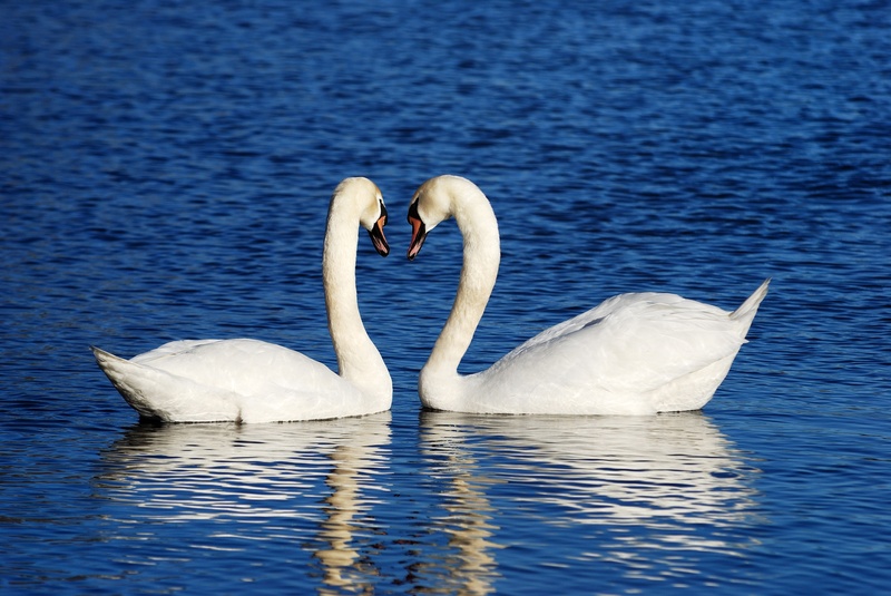 middle, cygnet, swimming, mute, floating, lake, facing, graceful, animal family, 4K, animal themes, bird, water, romantic, water bird, waterfront, swans