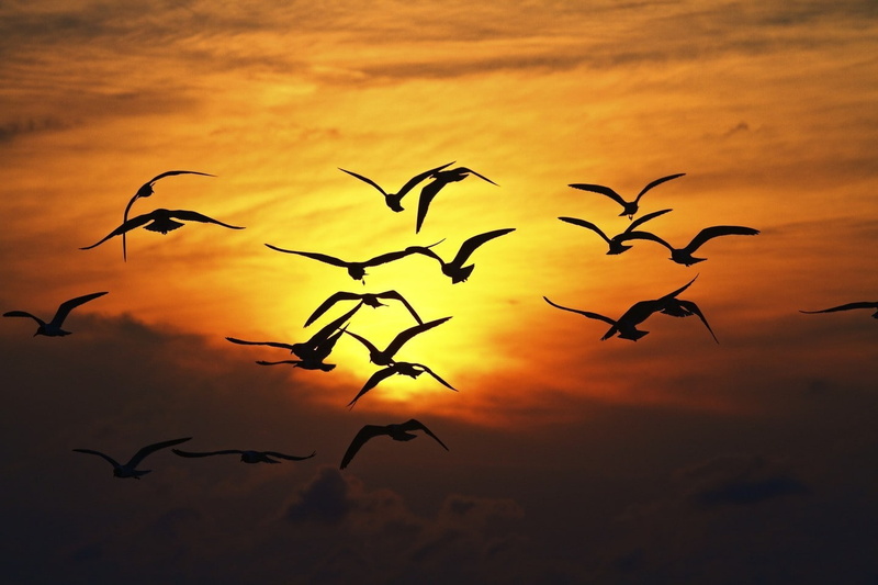 720P, birds, happy, love, nature