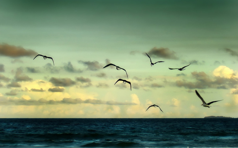 animal, flock of birds, 720P, group of animals, animal wildlife, animals in the wild, animal themes, happy, outdoors, scenics - nature, nature, sky, tranquil scene
