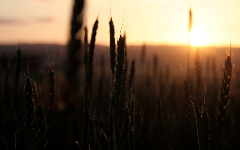 agriculture, the sun, sunlight, background, sun, growth, nature, tranquil scene, macro, widescreen, outdoors, full screen, sky, beauty in nature, 1080P