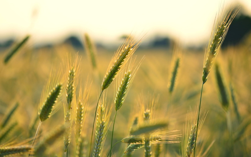 field, rye, fullscreen, background, 1080P, wheat, full screen, macro, widescreen, HD, spikelets, ears